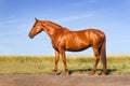 Beautiful red horse exterior