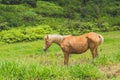 Beautiful red horse with long blond mane in spring field with yellow flowers Royalty Free Stock Photo