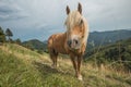 Beautiful red horse with long blond mane in summer field with mountains in background, Slovenia Royalty Free Stock Photo