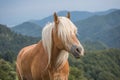 Beautiful red horse with long blond mane in summer field with mountains in background, Slovenia Royalty Free Stock Photo