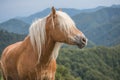 Beautiful red horse with long blond mane in summer field with mountains in background, Slovenia Royalty Free Stock Photo