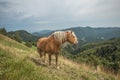 Beautiful red horse with long blond mane in summer field with mountains in background, Slovenia Royalty Free Stock Photo