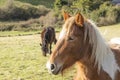 Beautiful red horse with long blonde mane in spring field Royalty Free Stock Photo