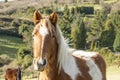 Beautiful red horse with long blonde mane in spring field Royalty Free Stock Photo
