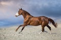 Beautiful red horse in motion Royalty Free Stock Photo