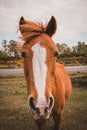 Beautiful red horse portrait onnature Royalty Free Stock Photo