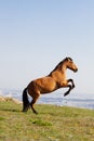 Beautiful red horse rearing up at sunny day in summer Royalty Free Stock Photo