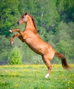 Beautiful red horse rearing up at sunset in summer