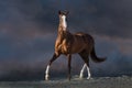 Beautiful red horse trotting Royalty Free Stock Photo