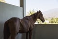 Beautiful red hose in the barn looking outside with lonely mood