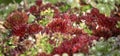 Red houseleek Sempervivum tectorum in flowerpot