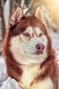 Beautiful red husky dog with blue eyes. Closeup winter portrait of a Siberian husky dog in sunny snowy forest. Royalty Free Stock Photo