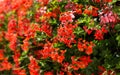 Beautiful red hybrid ivy-leaf geranium flowers Pelargonium peltatum on flowerbed. Nature background