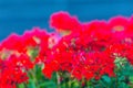 Beautiful red hybrid ivy-leaf geranium flowers (Pelargonium peltatum) on flowerbed. Pelargonium peltatum, also known as ivy-leaf g Royalty Free Stock Photo