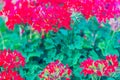 Beautiful red hybrid ivy-leaf geranium flowers (Pelargonium peltatum) on flowerbed. Pelargonium peltatum, also known as ivy-leaf g Royalty Free Stock Photo