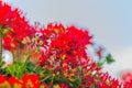 Beautiful red hybrid ivy-leaf geranium flowers (Pelargonium peltatum) on flowerbed. Pelargonium peltatum, also known as ivy-leaf g Royalty Free Stock Photo