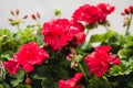 Beautiful red hybrid ivy-leaf geranium flowers Pelargonium peltatum on flowerbed. Pink Pelargonium peltatum Royalty Free Stock Photo