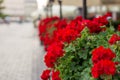 Beautiful red hybrid ivy-leaf geranium flowers Pelargonium peltatum on flowerbed. Terrace with flowers in pots, old town Royalty Free Stock Photo