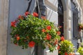 Beautiful red hybrid ivy-leaf geranium flowers Pelargonium peltatum on flowerbed. Terrace with flowers in pots. Royalty Free Stock Photo