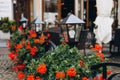 Beautiful red hybrid ivy-leaf geranium flowers Pelargonium peltatum on flowerbed. Terrace with flowers in pots Royalty Free Stock Photo