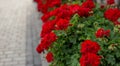 Beautiful red hybrid ivy-leaf geranium flowers Pelargonium peltatum on flowerbed. Terrace with flowers in pots, old town