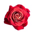 Beautiful a red hybrid tea rose blooming isolated on a white or transparent background. Rose flower is symbol of love, desire,