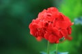 Beautiful red Hydrangea or Hortensia flower blossoming in garden,Closeup freshness Hydrangea flowers in nature background,concept
