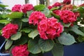 Beautiful red hydrangeas in a pot. Cultivation of flowers