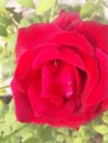 Beautiful red Indian rose capture in romantic morning.