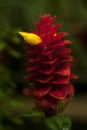Beautiful red inflorescence with yellow flower of Costus comosus Royalty Free Stock Photo