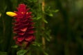 Beautiful red inflorescence with yellow flower of Costus comosus Royalty Free Stock Photo