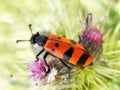 A beautiful red insect with black designs on its wings and two tentacles is sitting on purple flowers in the meadow.