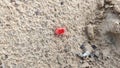 Trombidium holosericeum insect in desert field after the rain Royalty Free Stock Photo