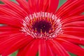 Beautiful Red Isolated Macro Shot of Gerbera of Gelios Sort Flower Herbera