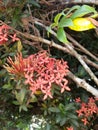 Beautiful red Ixora chinensis flower