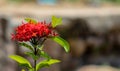 Ixora coccinea Buds