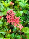 Beautiful red ixora flower blossom