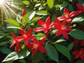 beautiful red ixora flower in the garden Royalty Free Stock Photo