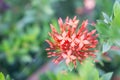 Beautiful red ixora flower