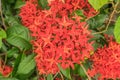 Beautiful Red Ixora Flower (Ixora sp.) Royalty Free Stock Photo