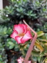 Beautiful red japanese frangipani flowers in garden Royalty Free Stock Photo