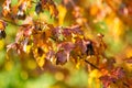 Beautiful red japanese maple leaves on a tree branch on bright autumn day Royalty Free Stock Photo