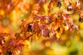 Beautiful red japanese maple leaves on a tree branch on bright autumn day Royalty Free Stock Photo