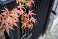 Beautiful Red Japanese maple tree leaves on autumn. Royalty Free Stock Photo