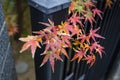Beautiful Red Japanese maple tree leaves on autumn. Royalty Free Stock Photo