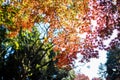 Beautiful Red Japanese maple tree leaves on autumn. Royalty Free Stock Photo