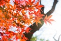 Beautiful Red Japanese maple tree leaves on autumn. Royalty Free Stock Photo