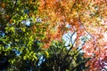 Beautiful Red Japanese maple tree leaves on autumn. Royalty Free Stock Photo