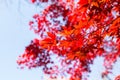 Beautiful Red Japanese maple tree leaves on autumn. Royalty Free Stock Photo