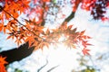Beautiful Red Japanese maple tree leaves on autumn. Royalty Free Stock Photo